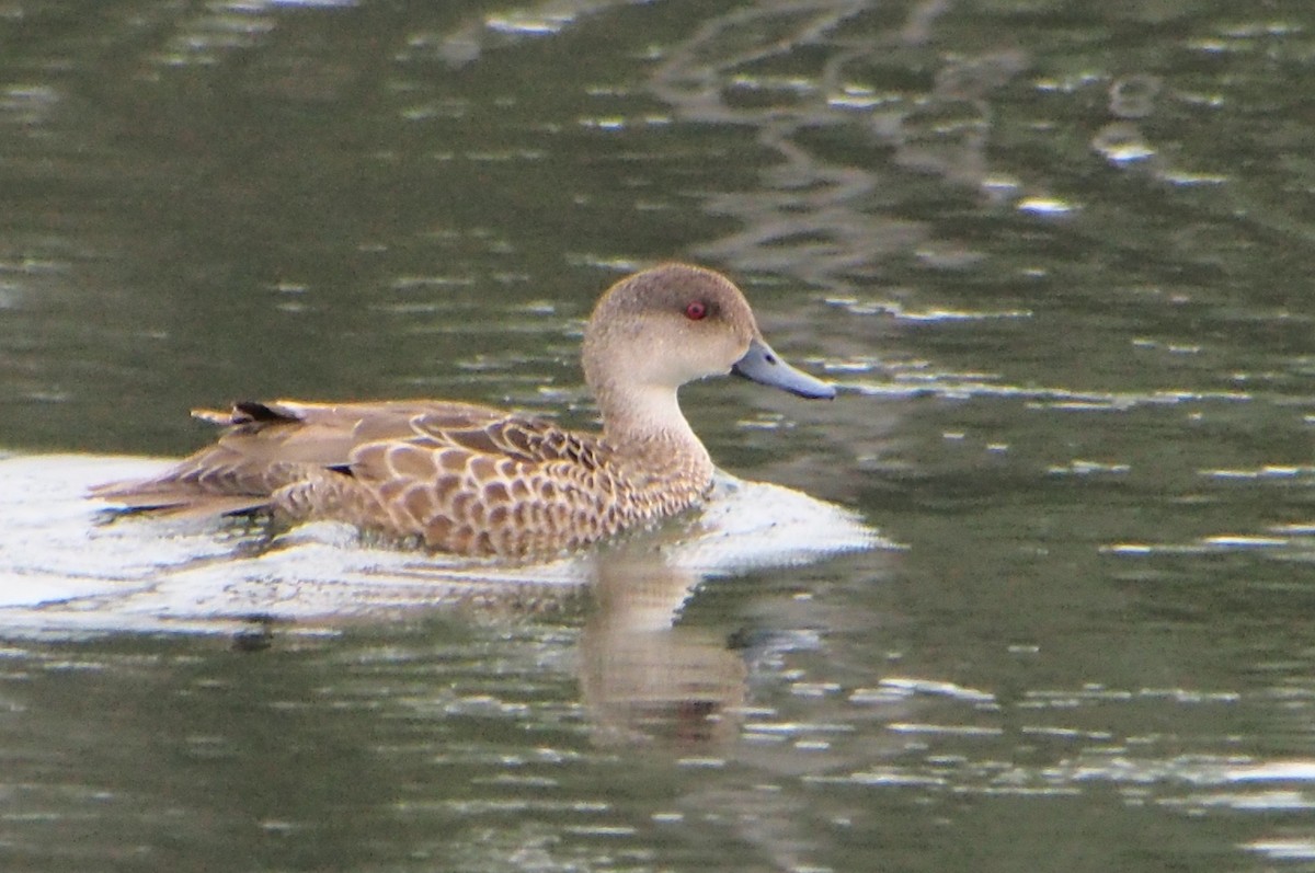 Gray Teal - ML644448079