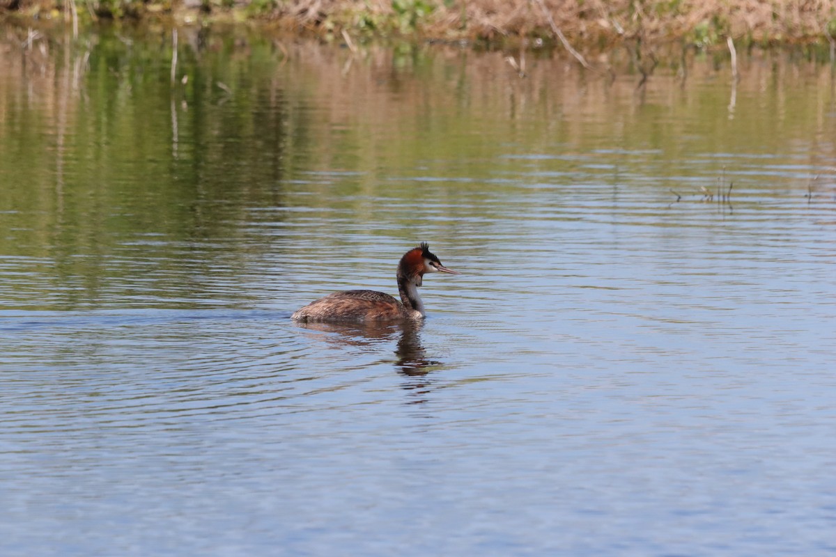 Somormujo Lavanco - ML644448087