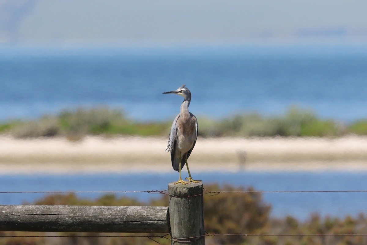 Garceta Cariblanca - ML644448088