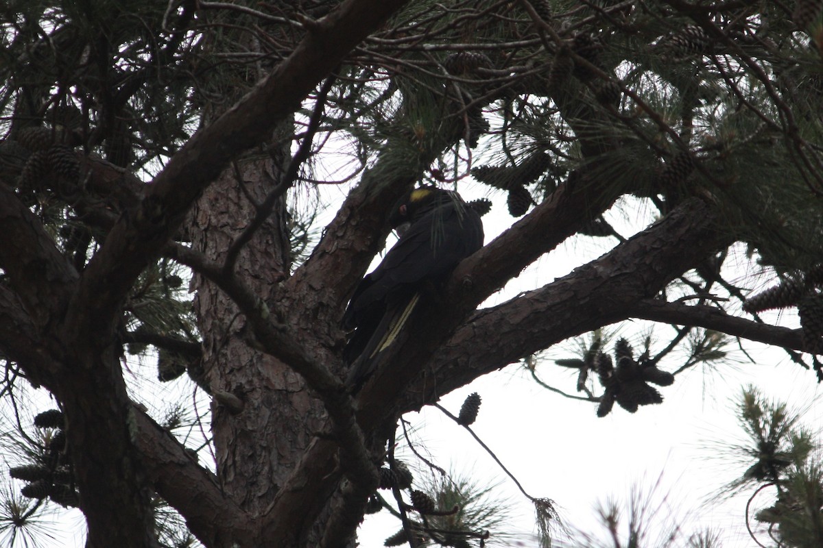 キイロオクロオウム - ML644448090