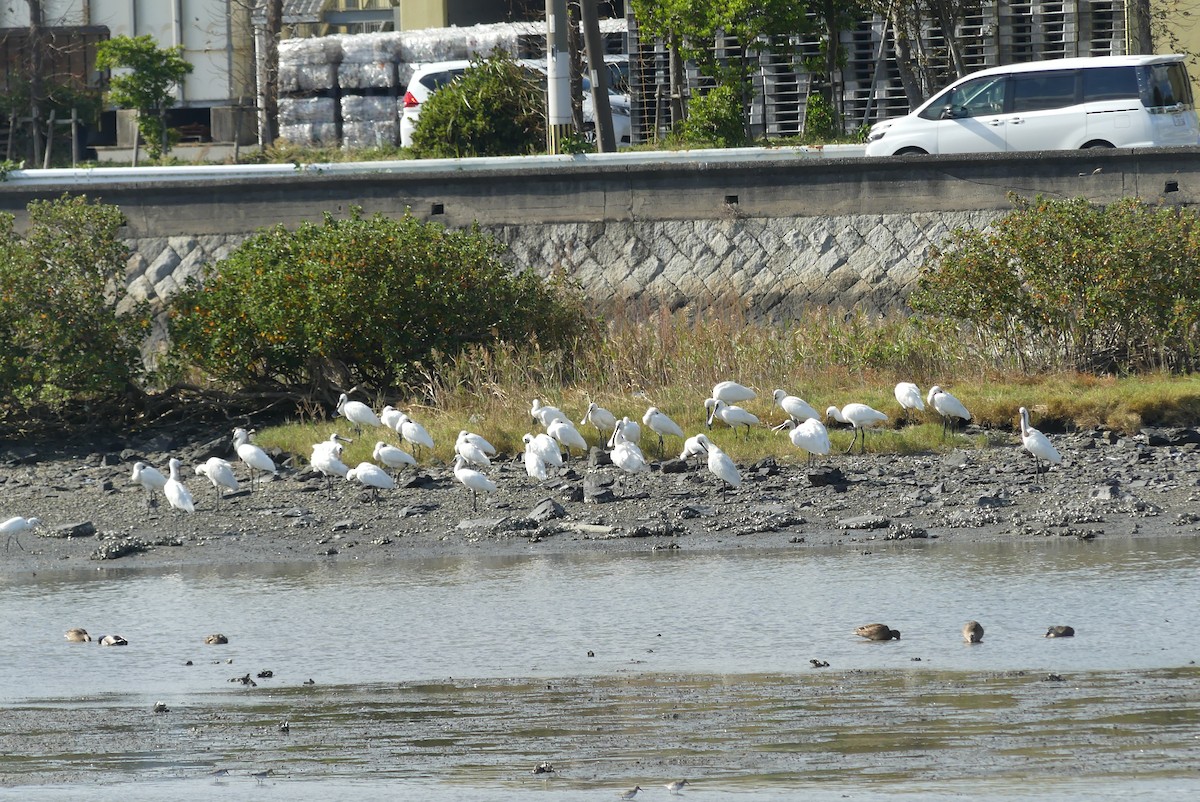 Petite Spatule - ML644448092