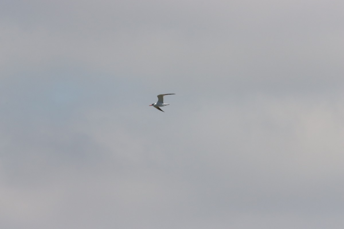 Pagaza Piquirroja - ML644448098