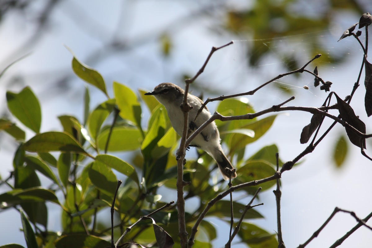 Mangrove Gerygone - ML644448099