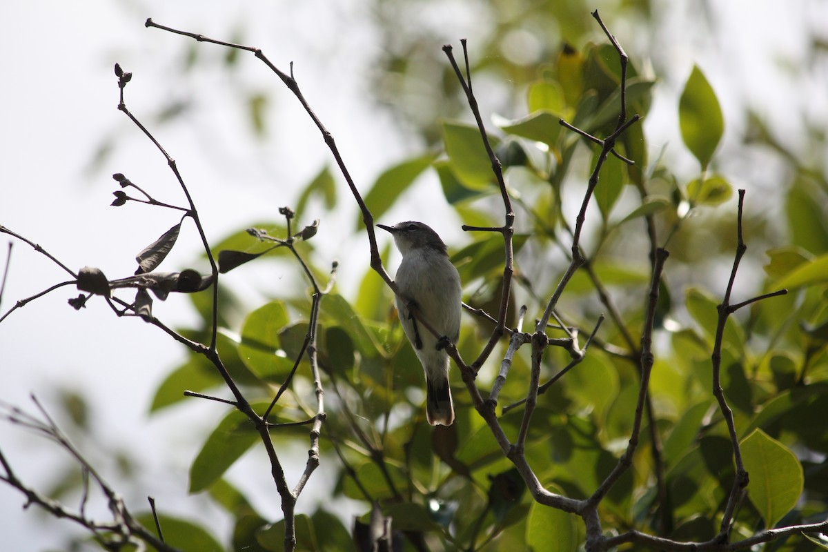 Mangrove Gerygone - ML644448100