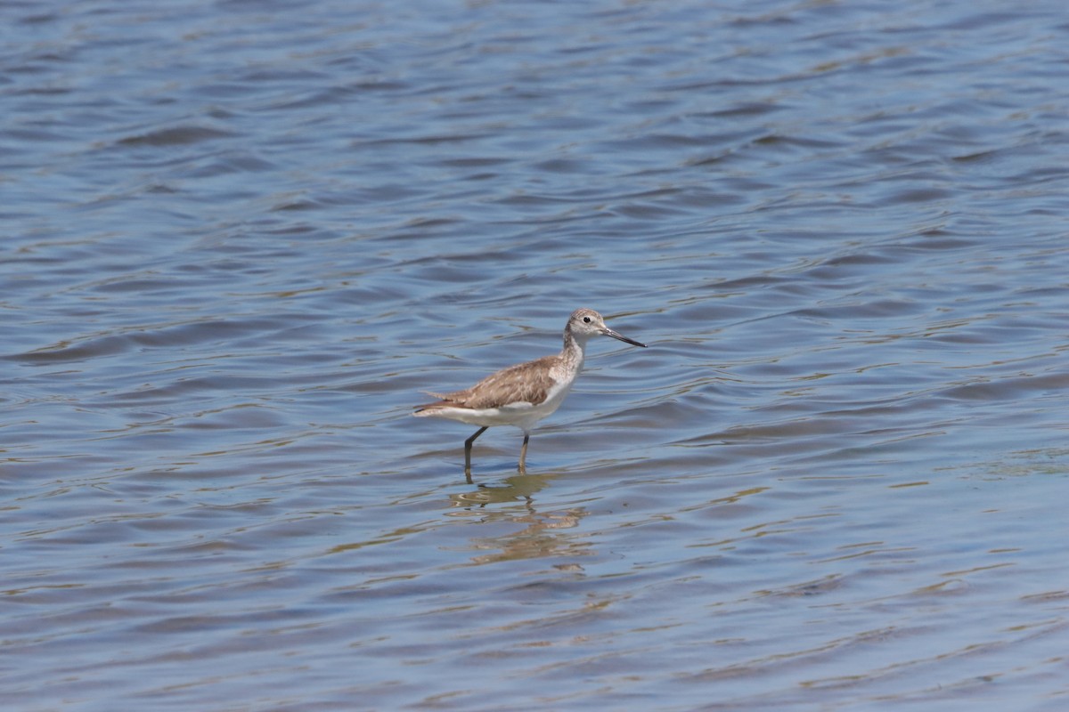 Archibebe Claro - ML644448105