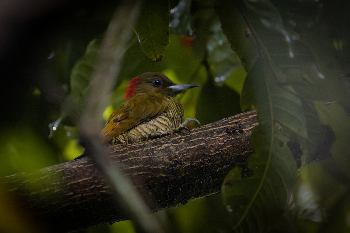 Rufous-winged Woodpecker - ML644448128