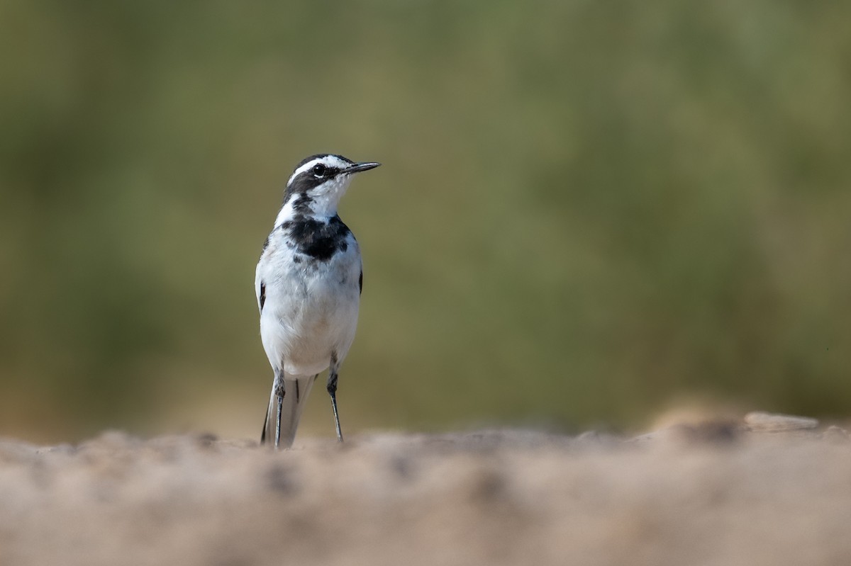 African Pied Wagtail - ML644448129