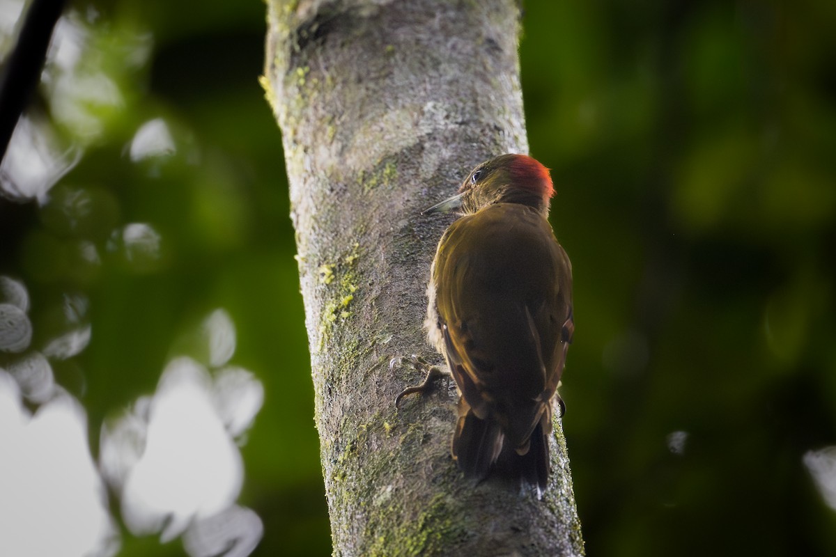 Rufous-winged Woodpecker - ML644448133