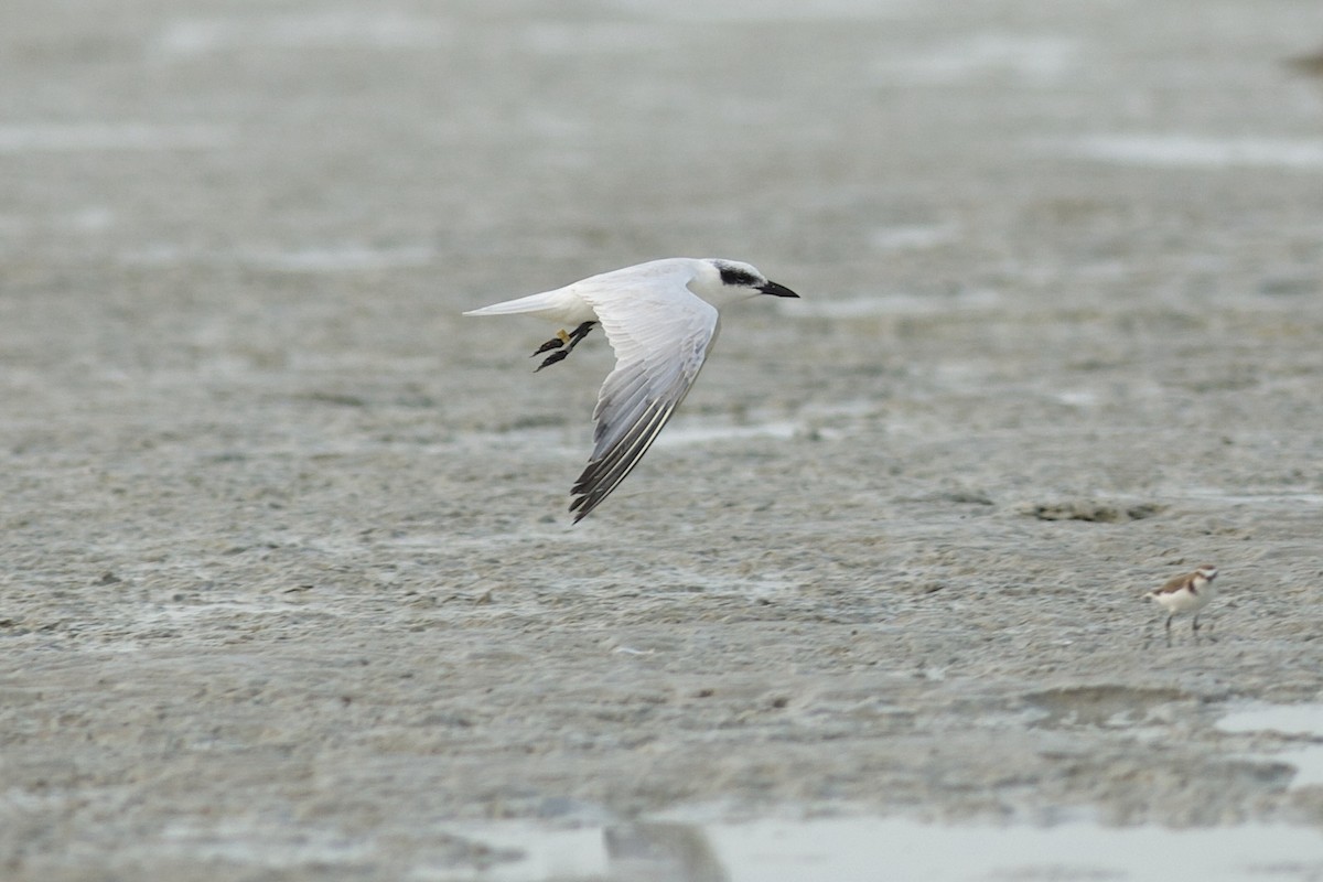 Australian Tern - ML644448134