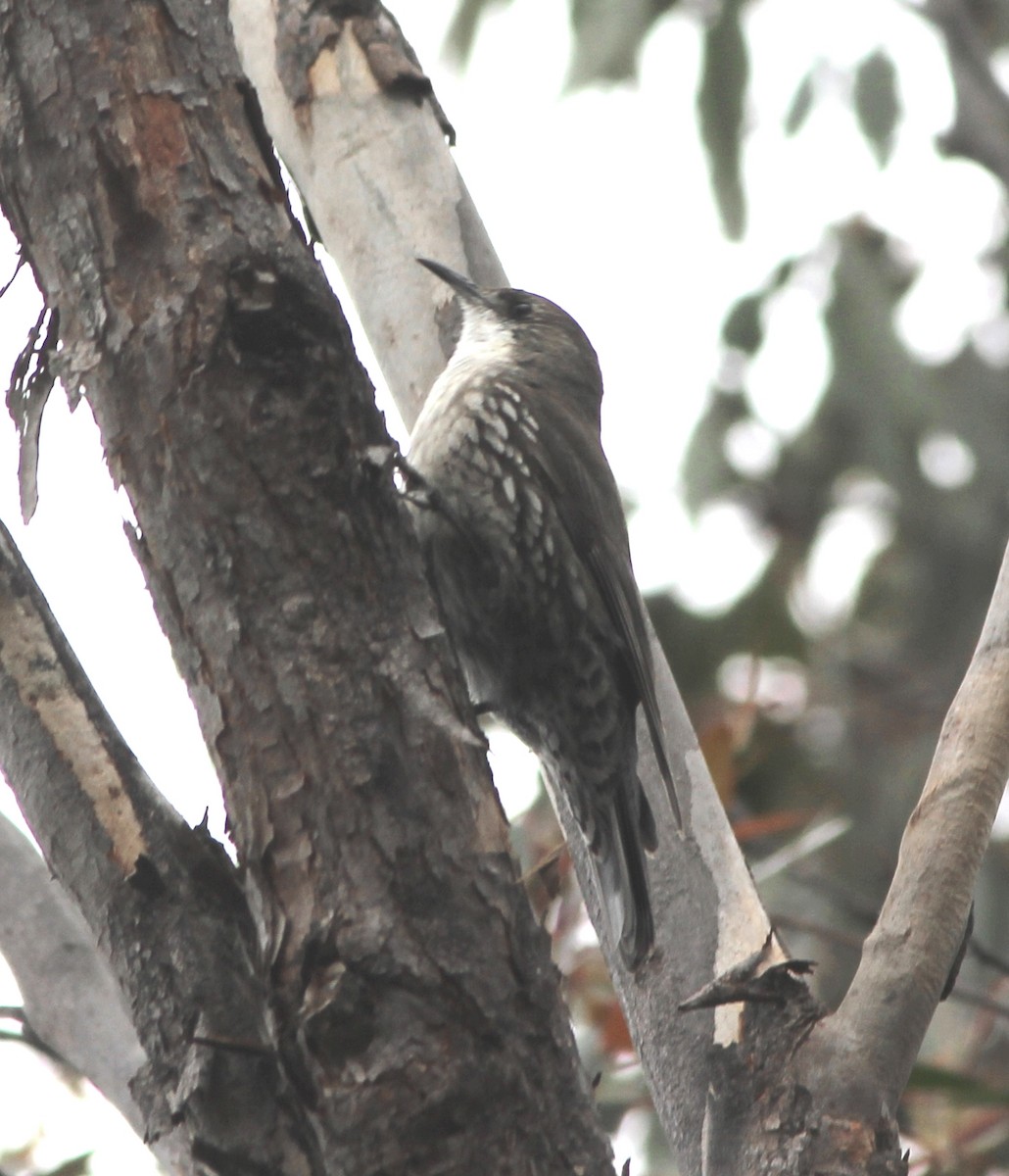 Corretroncos Gorjiblanco - ML644448137