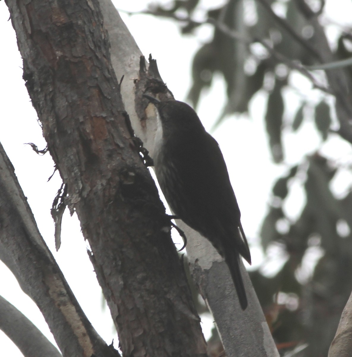 Corretroncos Gorjiblanco - ML644448138