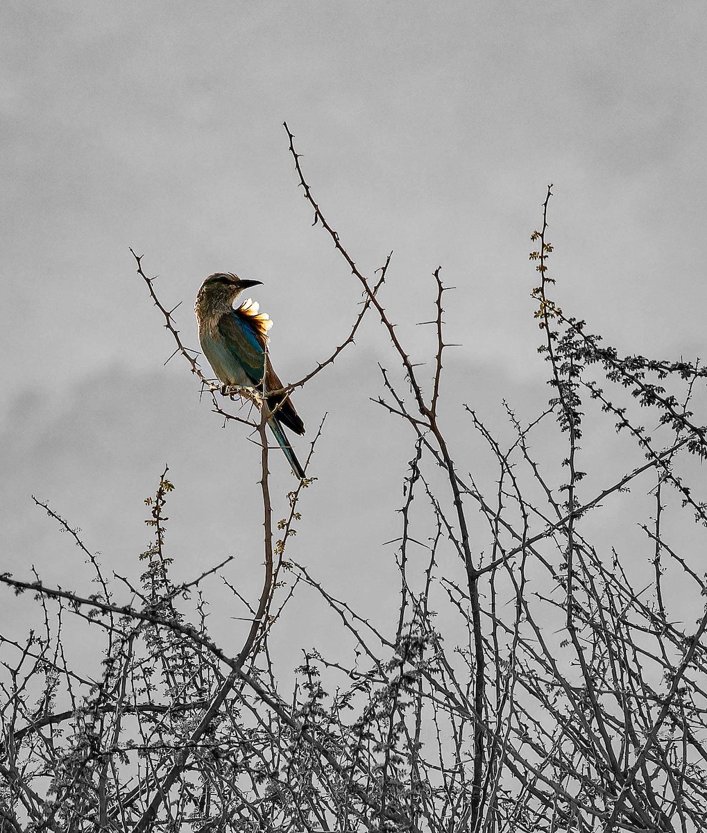 ニシブッポウソウ - ML644448140