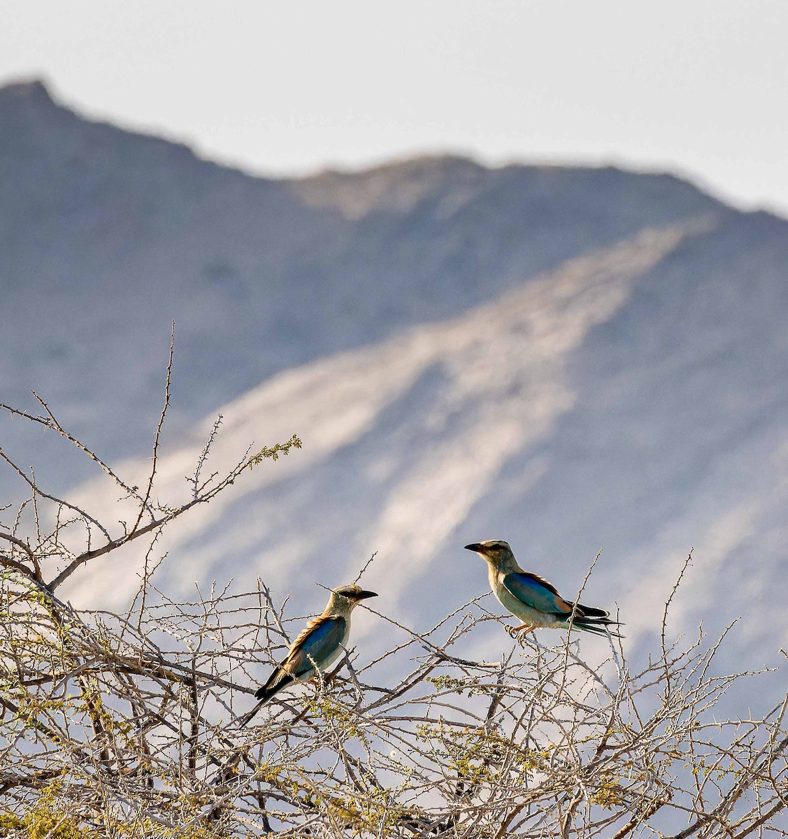 ニシブッポウソウ - ML644448142