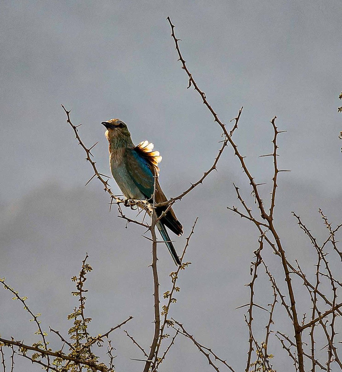 ニシブッポウソウ - ML644448143