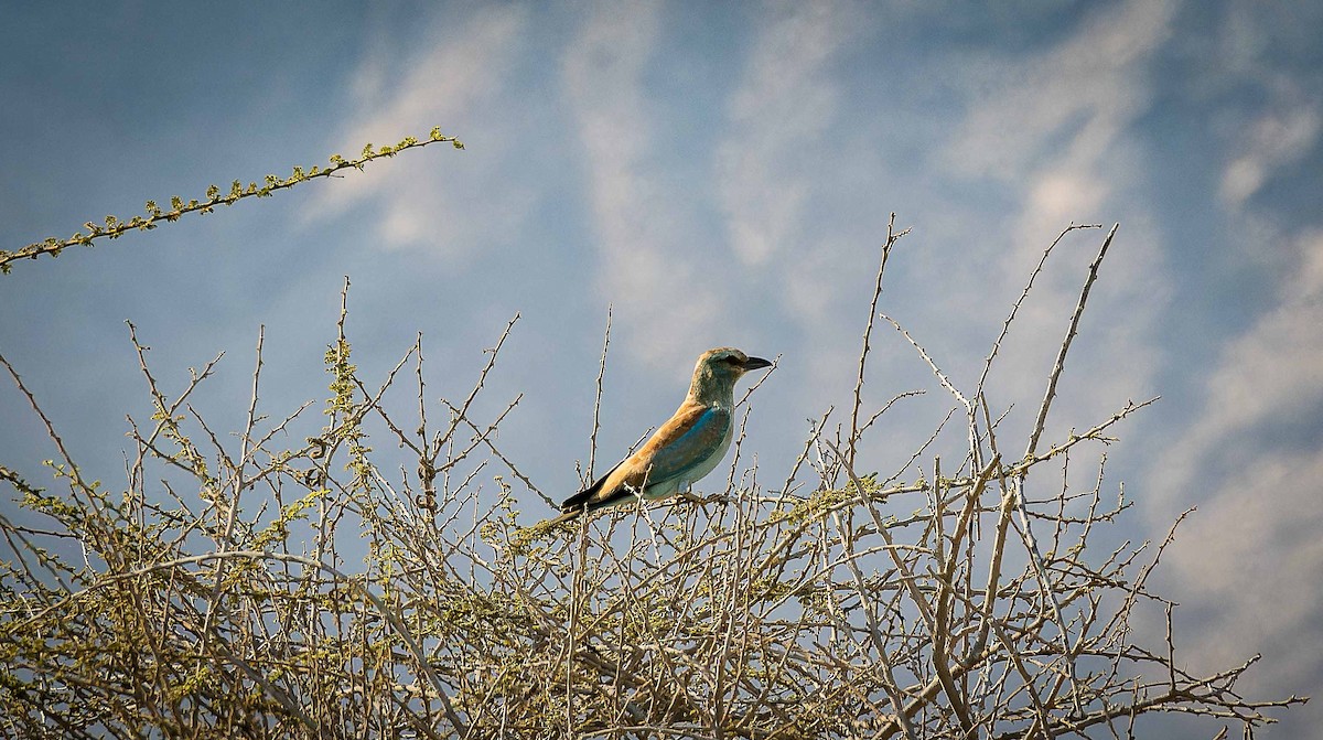 ニシブッポウソウ - ML644448144