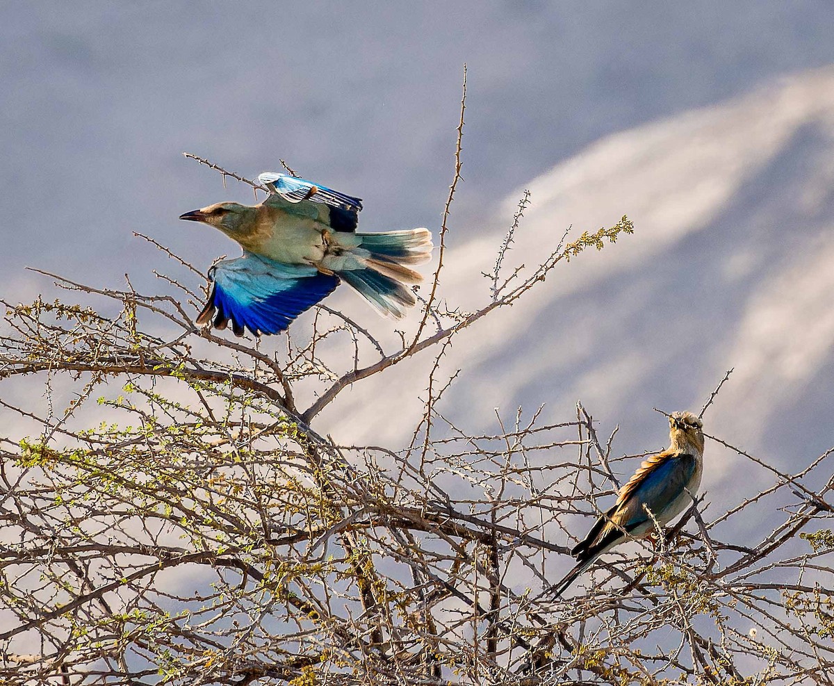 ニシブッポウソウ - ML644448145