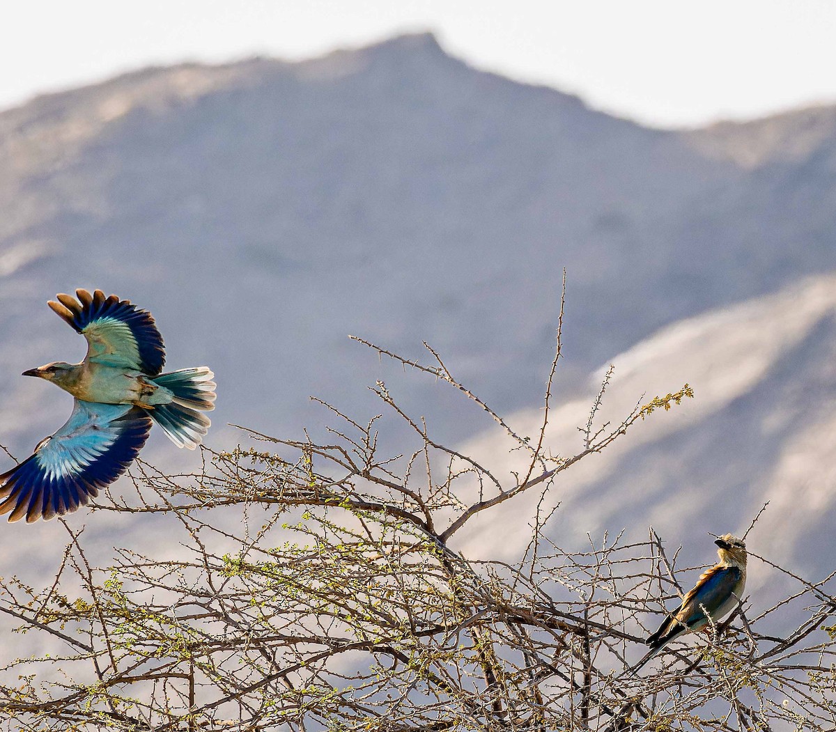 ニシブッポウソウ - ML644448146