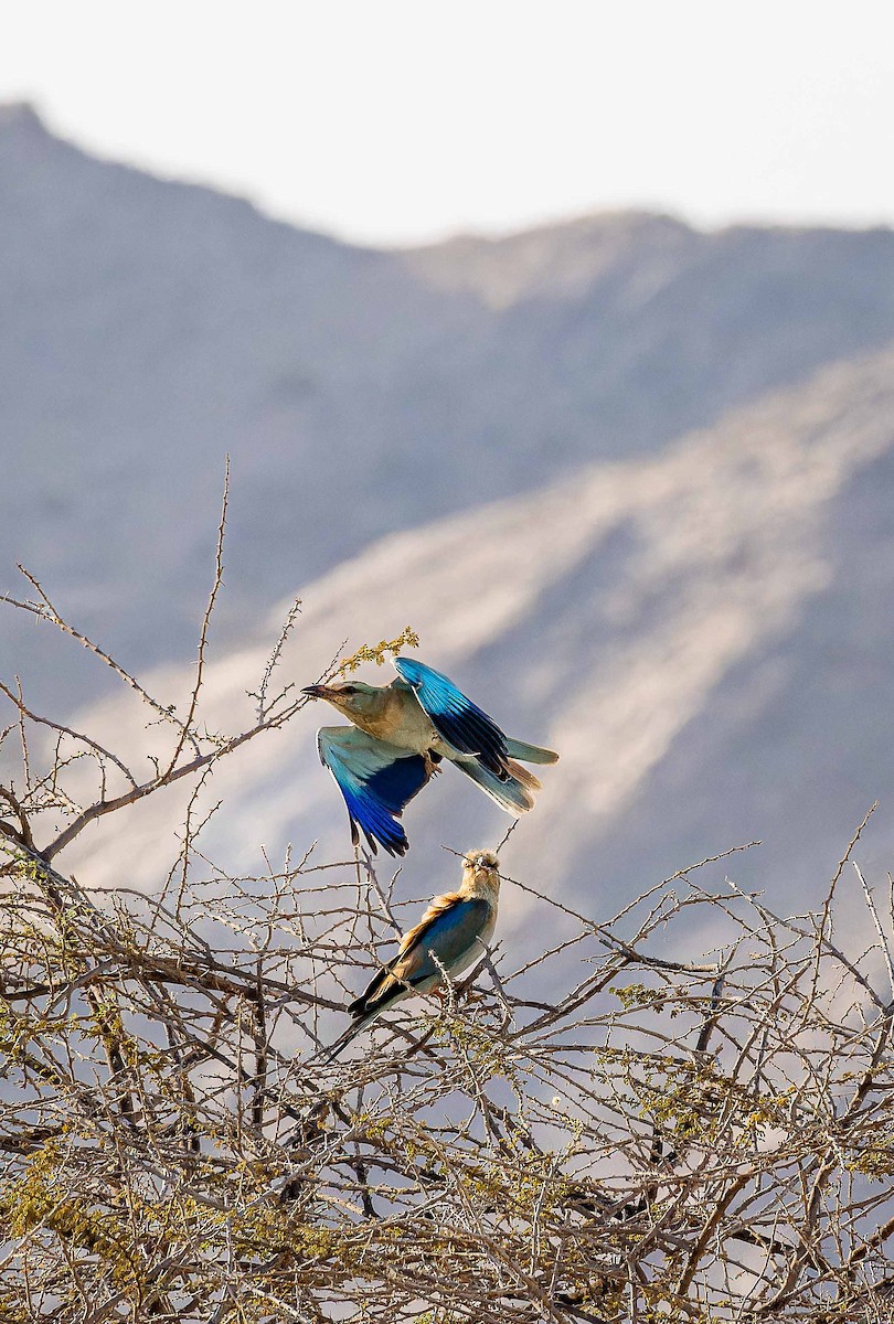 ニシブッポウソウ - ML644448147