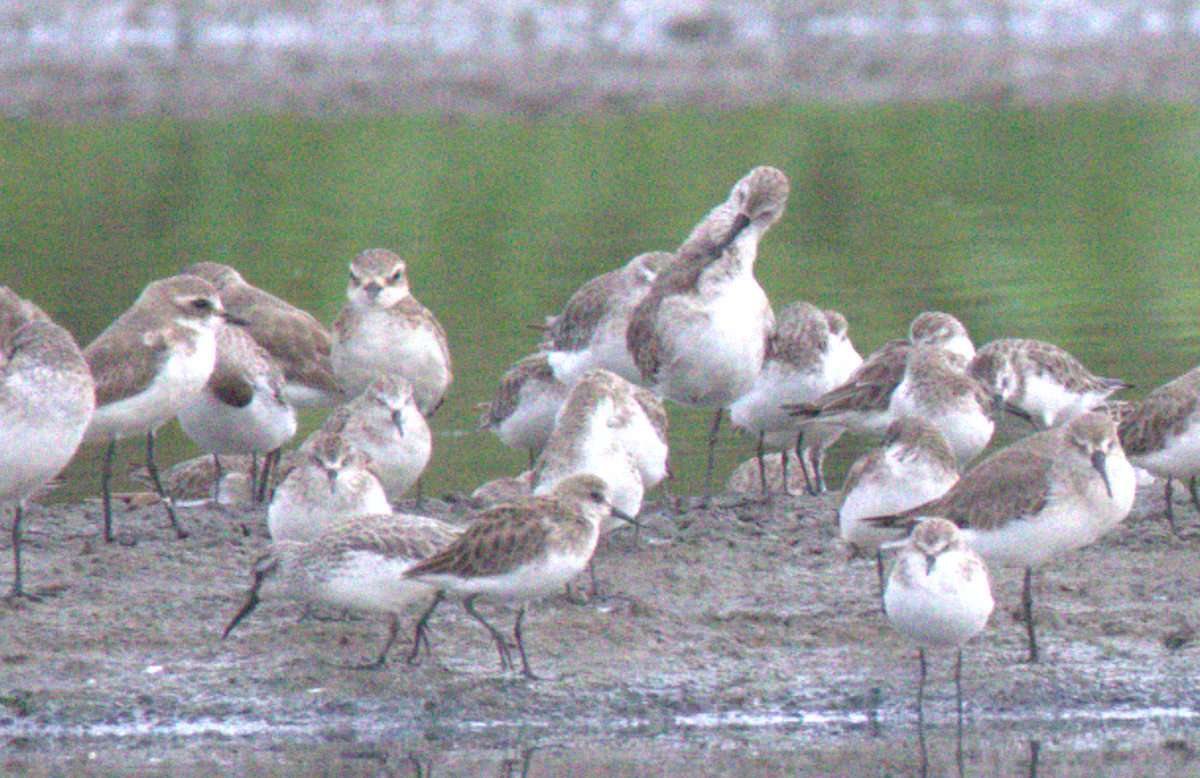 Broad-billed Sandpiper - ML644448148