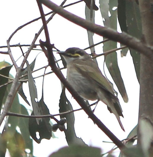 Mielero Carigualdo - ML644448149