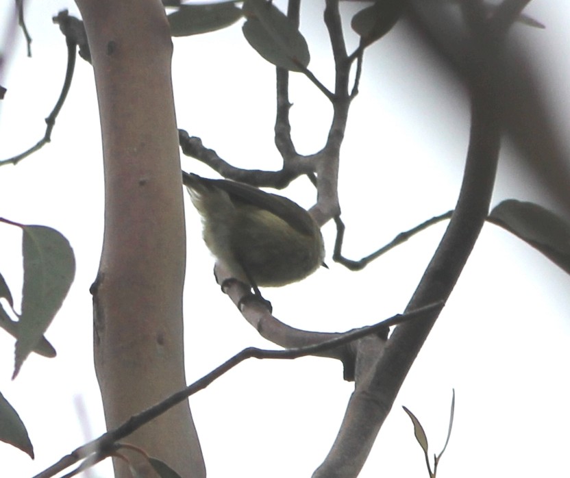 Acantiza Estriada - ML644448151