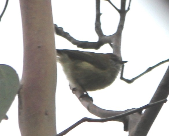 Acantiza Estriada - ML644448152