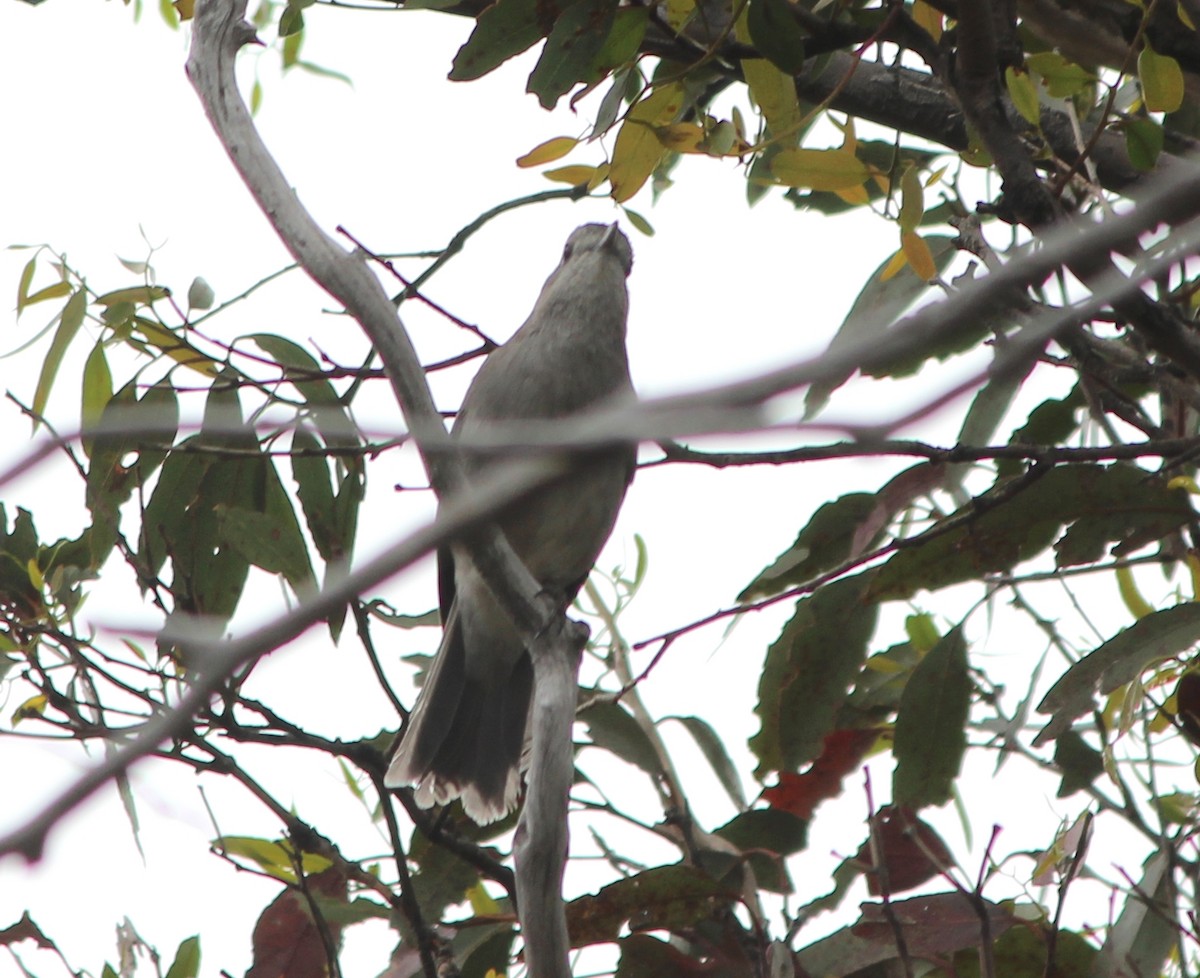 Picanzo Gris - ML644448156