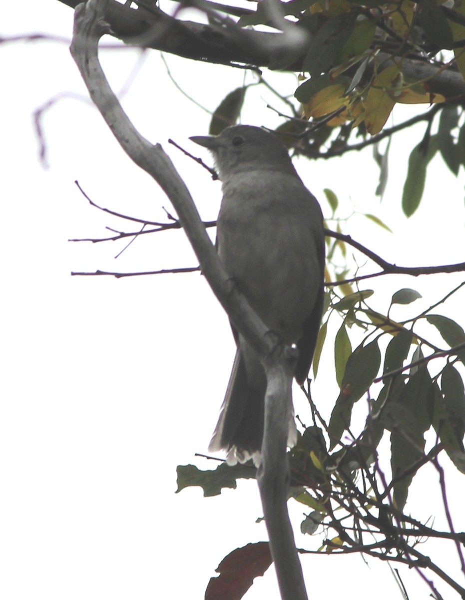 Picanzo Gris - ML644448157