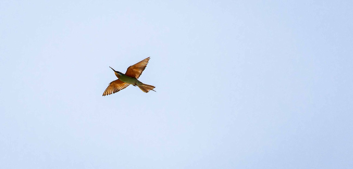 Guêpier de Perse - ML644448158