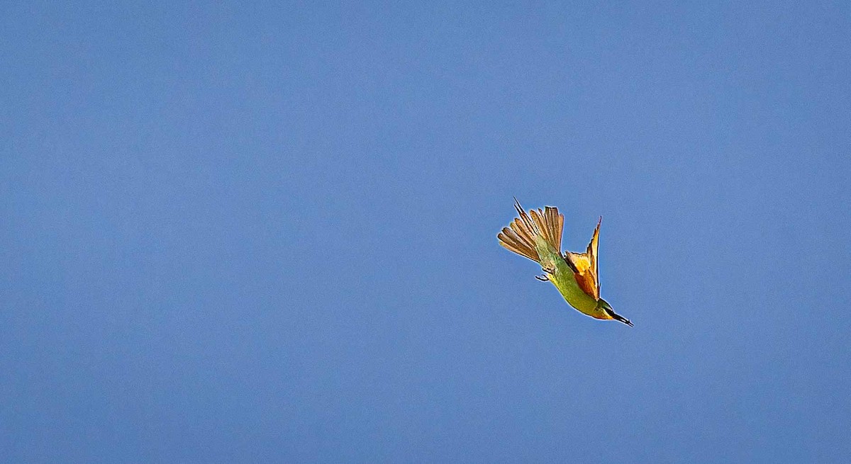 Guêpier de Perse - ML644448159