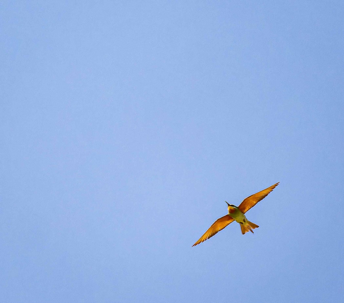 Guêpier de Perse - ML644448160