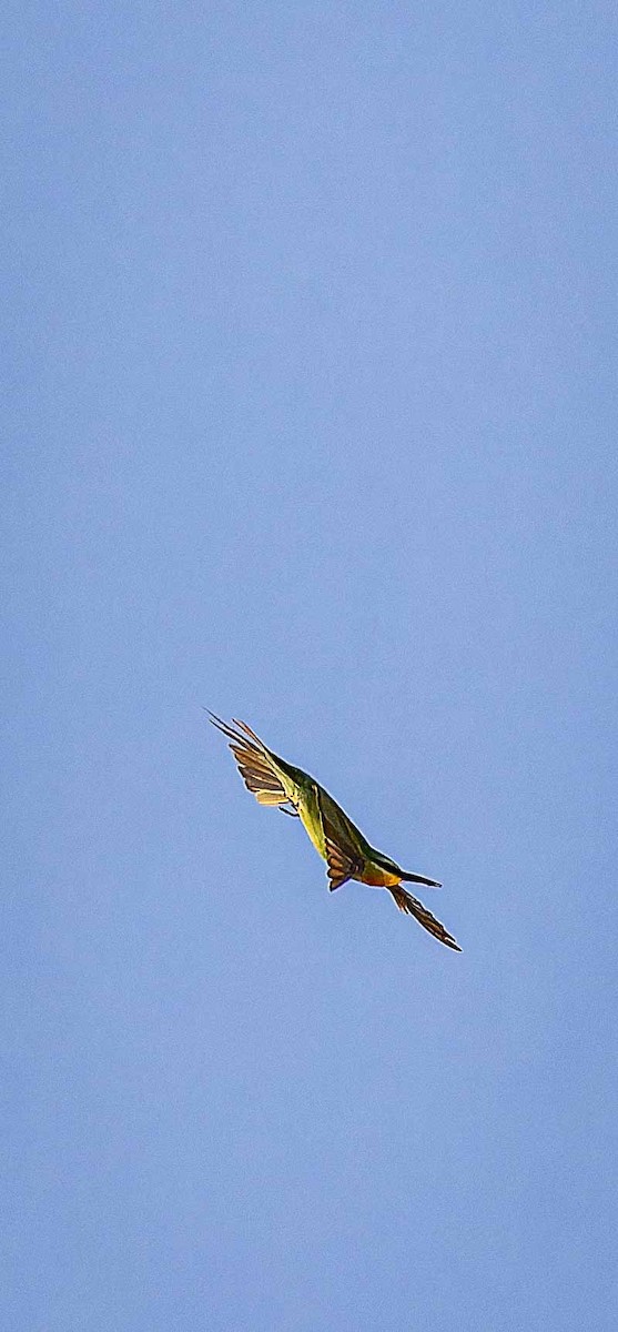 Guêpier de Perse - ML644448161