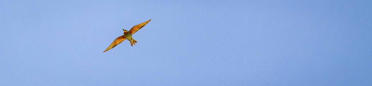 Guêpier de Perse - ML644448162