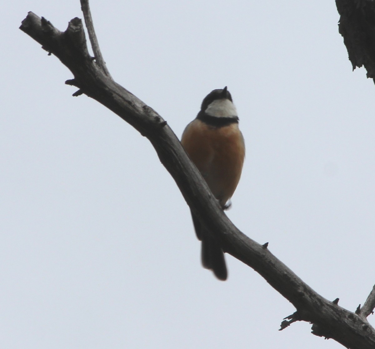 Silbador Rufo - ML644448164