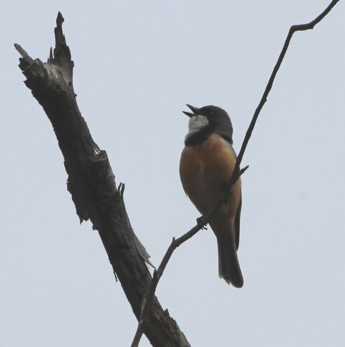 Silbador Rufo - ML644448165