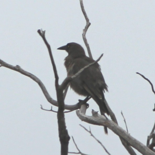 Verdugo Cenizo (versicolor/plumbea) - ML644448166