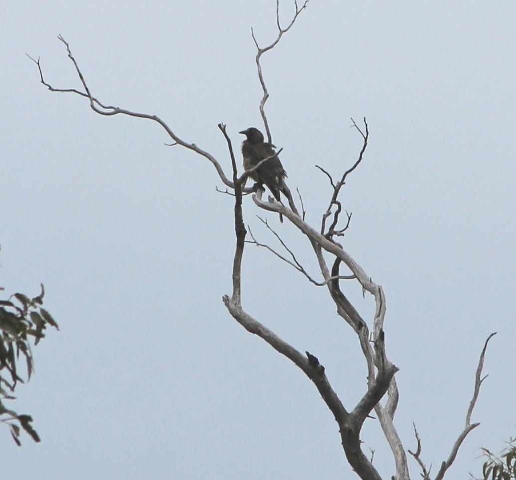Verdugo Cenizo (versicolor/plumbea) - ML644448167