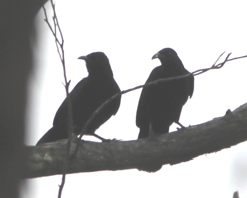 Corvino Negro - ML644448170