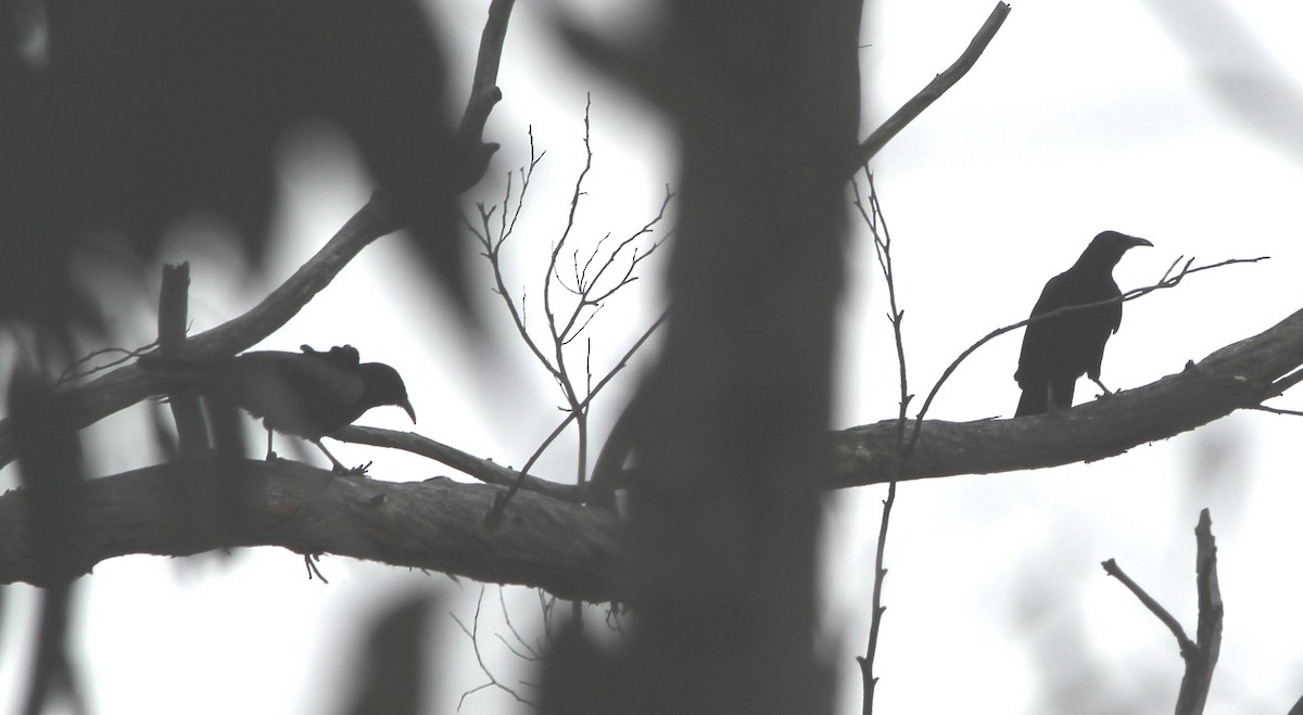 Corvino Negro - ML644448171