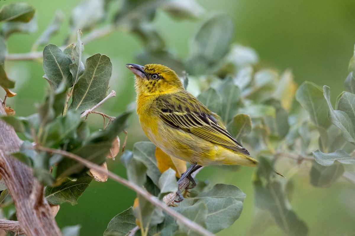 Lesser Masked-Weaver - ML644448186