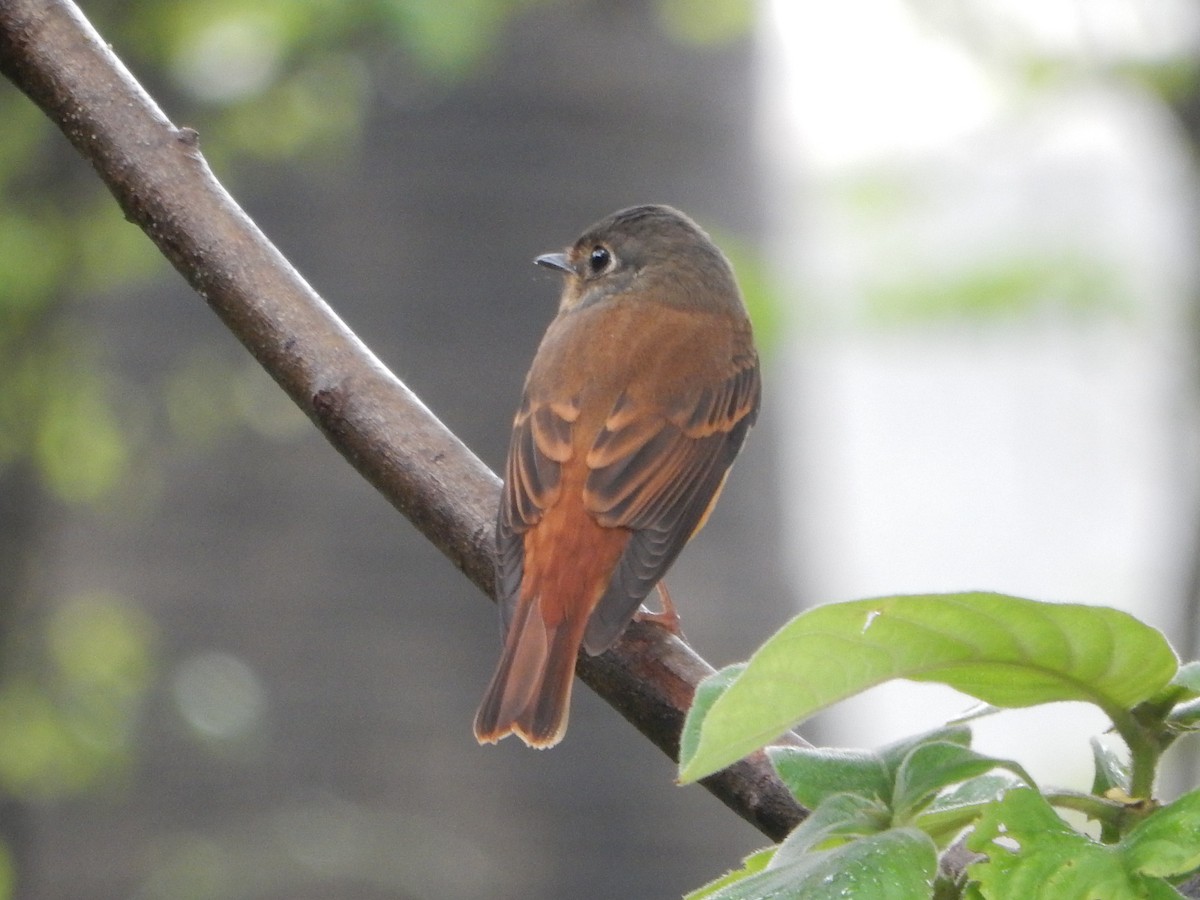 Ferruginous Flycatcher - ML644448203