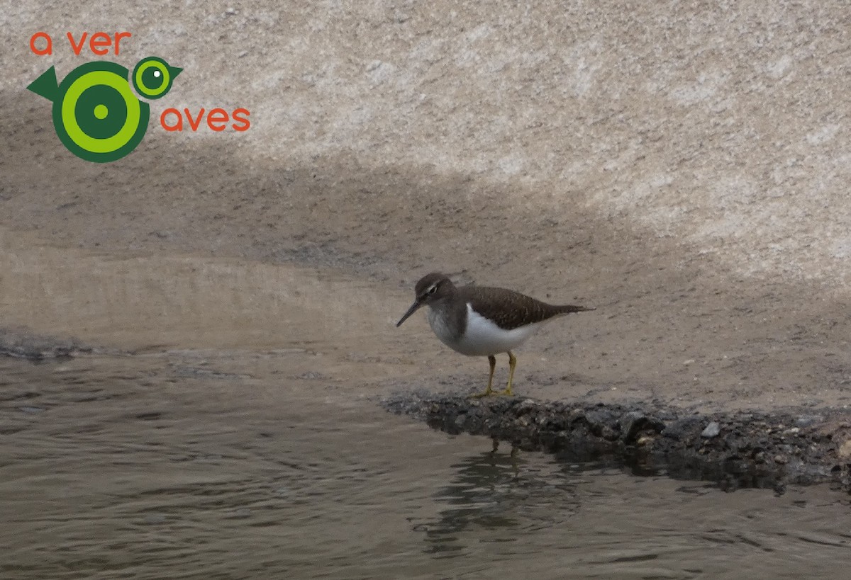 Common Sandpiper - ML644448209