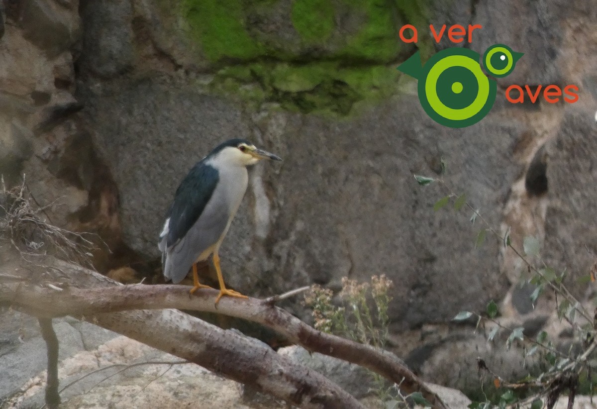 Black-crowned Night Heron - ML644448215