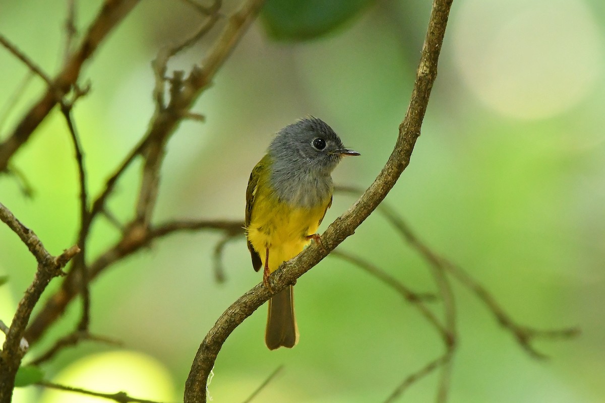Gray-headed Canary-Flycatcher - ML644448221