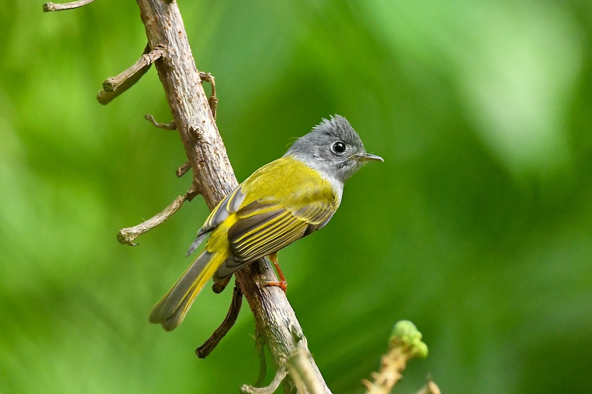 Gray-headed Canary-Flycatcher - ML644448222