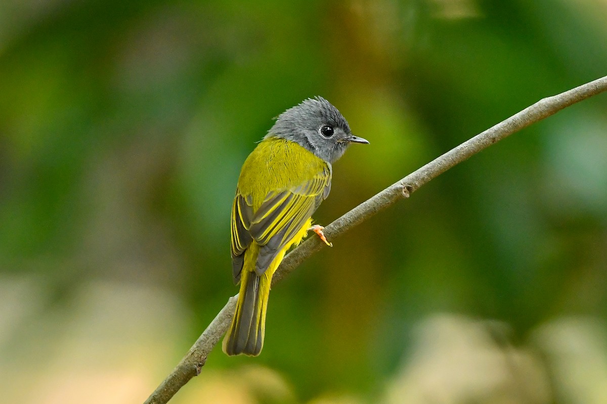 Gray-headed Canary-Flycatcher - ML644448223