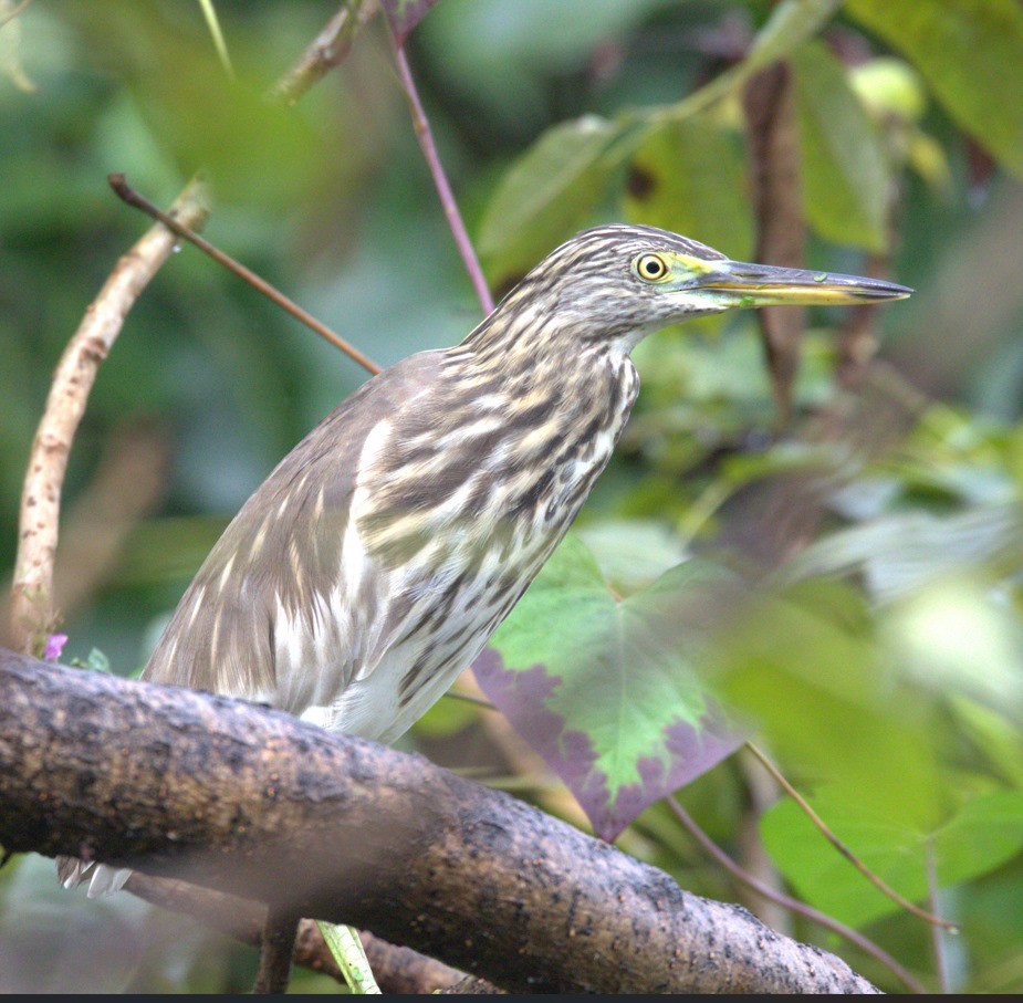 אנפית סוף הודית - ML644448237