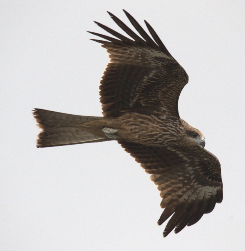 Black Kite (Black-eared) - ML644448238