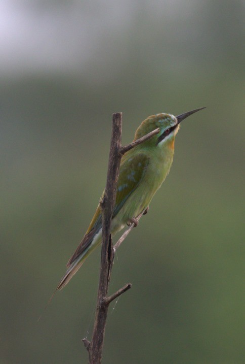 Guêpier de Perse - ML644448247