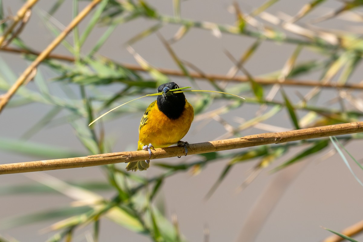 Lesser Masked-Weaver - ML644448248